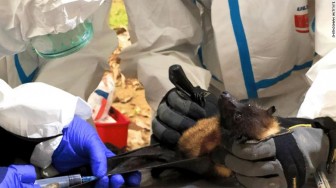 Nhóm thợ săn virus liều mình trong hang dơi để dự báo đại dịch