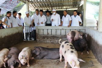 Giá heo hơi hôm nay 29-4: Trung Quốc tăng mua lợn giống nên khan hàng, thịt nhập 60.000đ/kg