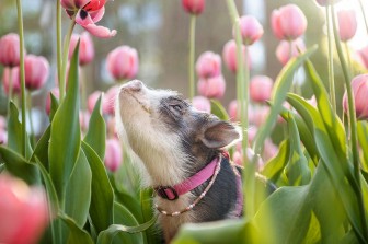 Bộ ảnh chú heo nhỏ dạo chơi giữa vườn hoa tulip khiến người xem muốn "lịm tim"