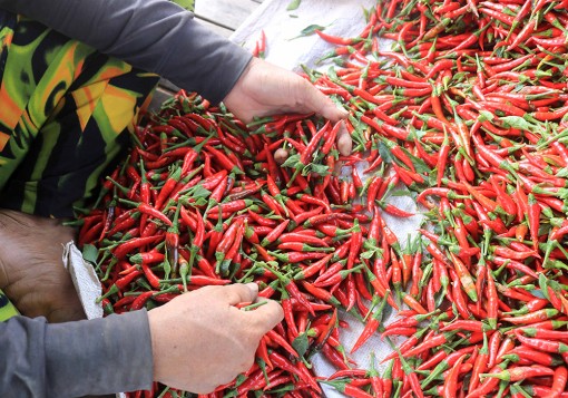 Xứ ớt Phú Hữu