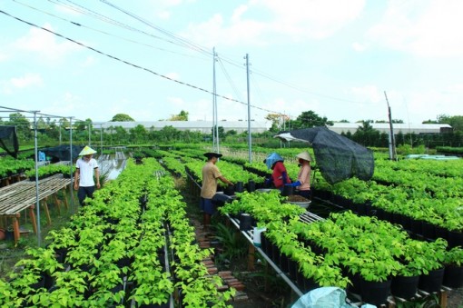 Ngắm làng hoa Sa Đéc cuối tuần vắng vẻ