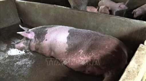 Kiên Giang công bố hết dịch tả lợn châu Phi