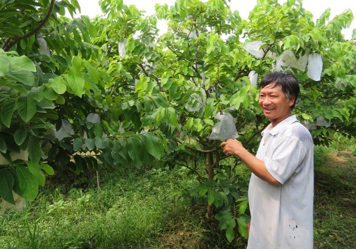 Na Thái - cây trồng mới, hiệu quả cao