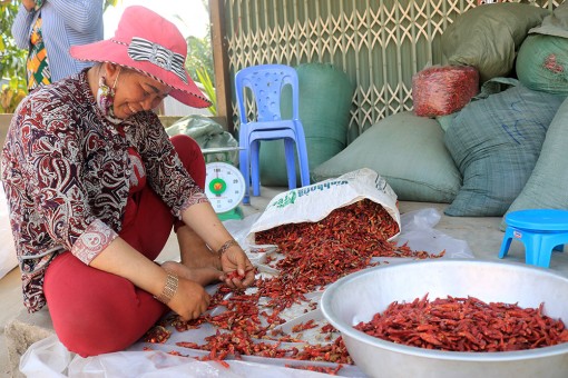 Mùa này, ớt ngọt