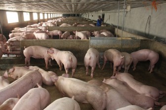 Giá heo hơi hôm nay 6-5: Đứng giá, chủ trại "khủng" tiết lộ cách chống dịch tả lợn châu Phi