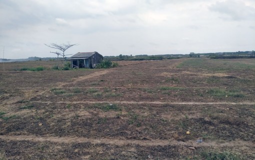 Bến Tre: Hoa màu thiệt hại nặng do hạn mặn