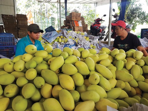 Hỗ trợ tìm đầu ra nông sản