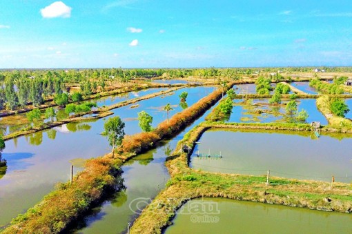 Cà Mau: Nông dân lao đao vì hạn mặn