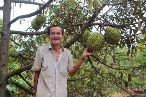 Vĩnh Long: Trái cây lao đao do hạn, mặn