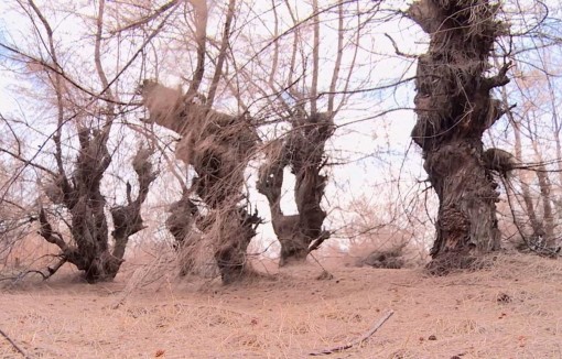 Nhiều diện tích rừng phòng hộ ven biển ở Sóc Trăng chết khô do thiếu nước