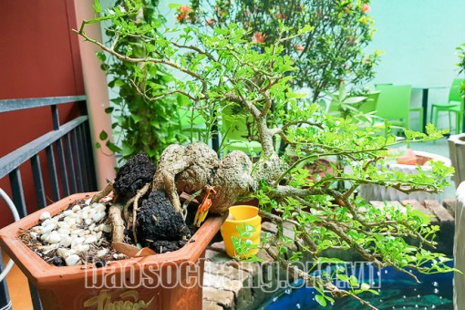 Chơi bonsai mini – Một thú vui tao nhã