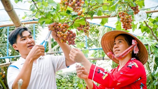 Cây nho bén rễ trên vùng đất phèn mặn