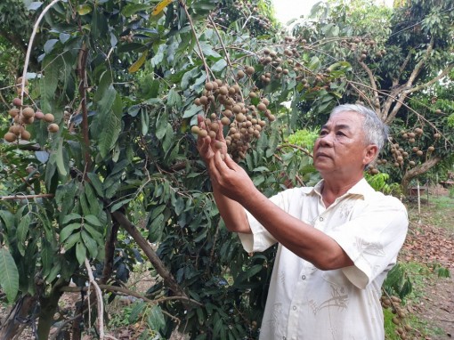 Tỉ phú nhãn xứ cù lao