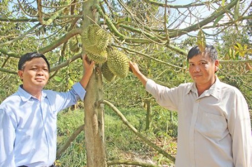 Vĩnh Long: Đột phá phát triển nông nghiệp từ kinh tế vườn