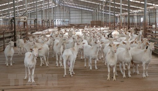 Kỳ vọng phát triển tại trang trại dê sữa lớn nhất Việt Nam