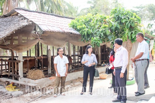 Sóc Trăng: Khảo sát mô hình nuôi bò thịt mang lại hiệu quả kinh tế