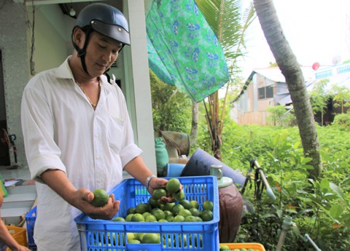 Đồng Tháp: Giá chanh không hạt giảm