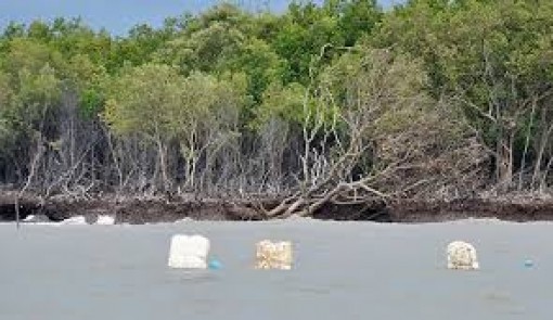 Cà Mau: Rừng phòng hộ ven biển Đông sạt lở nghiêm trọng