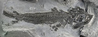 Hóa thạch 250 năm tuổi tiết lộ bí ẩn bộ răng kỳ quái của bò sát biển cổ đại