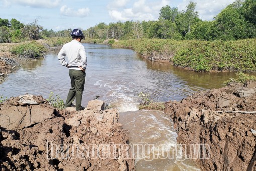 Sóc Trăng: Dẫn nước vào cứu rừng phòng hộ