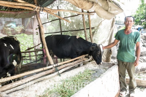 Thoát nghèo nhờ nuôi bò vỗ béo