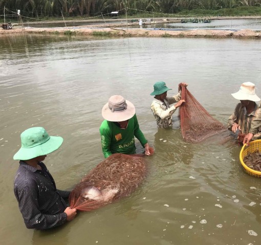 ĐBSCL: Tháo gỡ khó khăn, phát triển ổn định ngành tôm