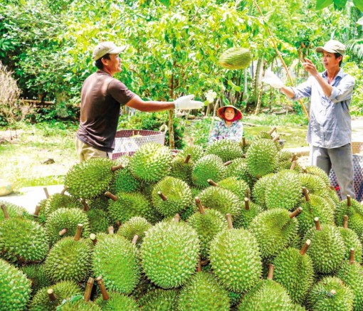 Giá trái sầu riêng giảm mạnh