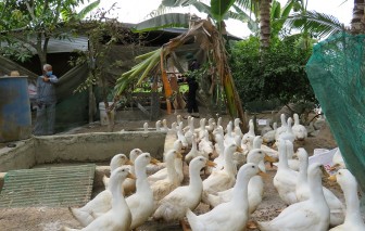 Phú Tân: Hội thảo mô hình nuôi vịt siêu nạc Grimaud