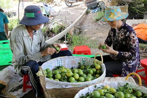 Giá cam soàn, cam sành tăng trở lại