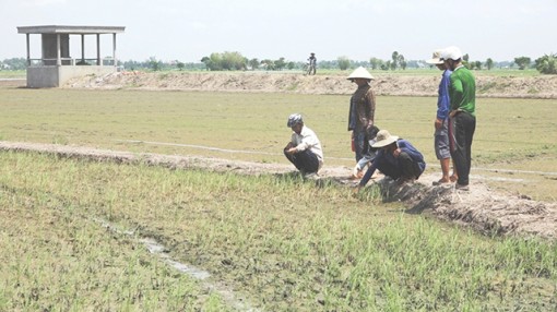 Đồng Tháp: Hàng chục hecta lúa hè thu chết bất thường