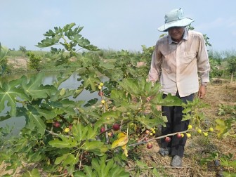 Trồng sung mỹ - mô hình mới của nông dân xã Khánh Hòa