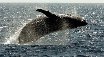 Tưởng đã tuyệt chủng, cá voi lưng gù hồi sinh ngoại mục