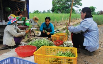 Châu Phú phát triển nông nghiệp ứng dụng công nghệ cao