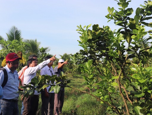 Thành lập CLB Nông dân giỏi bưởi da xanh