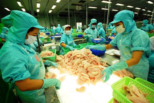 Cấp bách gỡ khó cho ngành cá tra