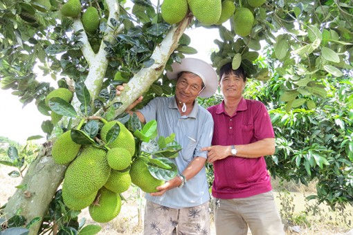 Tam Nông hỗ trợ nông dân phát triển kinh tế