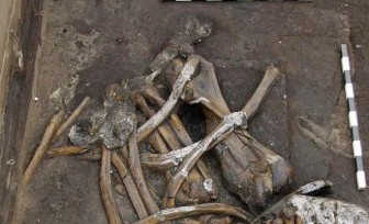 Tìm thấy bộ xương voi 300.000 năm tuổi, ngà dài gần 2,5 m