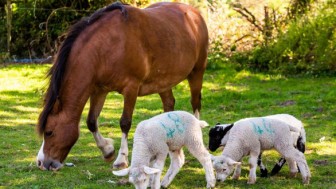 Ngựa nuôi 3 con cừu mồ côi