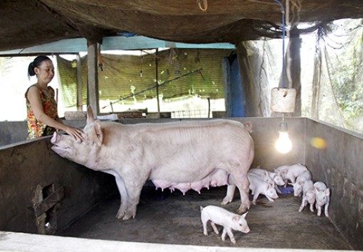 Hậu Giang: Đề phòng dịch tả heo châu Phi lây lan trên diện rộng