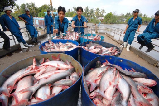 Cá tra không còn "một mình một chợ"