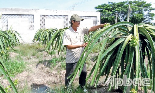 Làm giàu từ thanh long