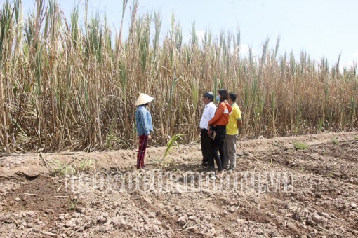 Mỏi mòn cây mía cuối mùa