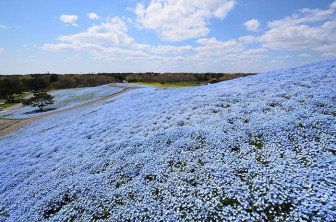 Công viên Nhật Bản đẹp kỳ ảo với hàng triệu bông hoa mắt xanh nở rộ