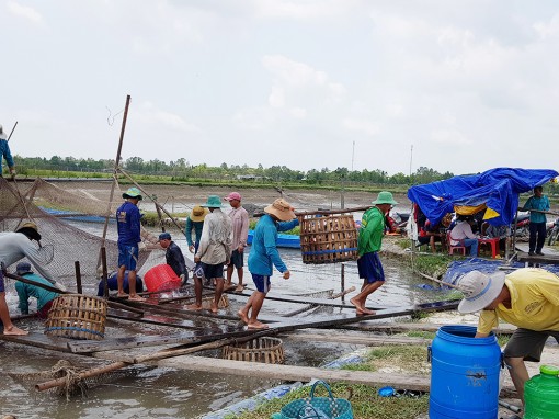 Liên kết tiêu thụ sản phẩm