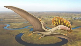 Phát hiện hoá thạch của loài Dực long chưa từng được biết đến tại Anh