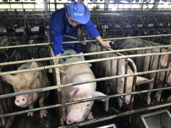 Giá heo hơi hôm nay 2-6: Bán 50 tấn lợn hơi giá 97.000 đồng/kg, chủ trại phố núi bỏ túi 4,8 tỷ