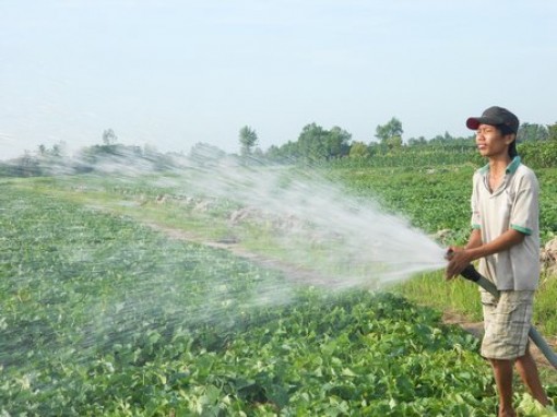 Xâm nhập mặn gây ảnh hưởng hơn bao giờ hết...