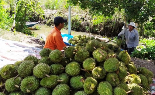 Giá sầu riêng tăng trở lại