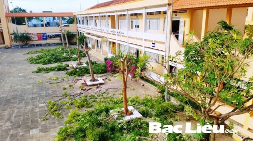 Bạc Liêu: Các trường học lên phương án cắt tỉa cây to trong khuôn viên
