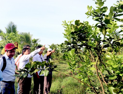 Liên kết sản xuất bưởi da xanh